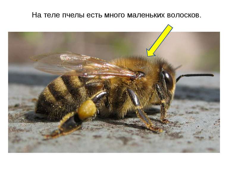 На теле пчелы есть много маленьких волосков.