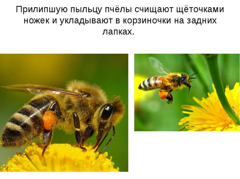 Прилипшую пыльцу пчёлы счищают щёточками ножек и укладывают в корзиночки на з...