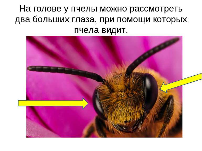 На голове у пчелы можно рассмотреть два больших глаза, при помощи которых пче...
