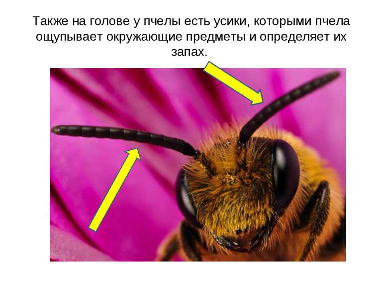 Также на голове у пчелы есть усики, которыми пчела ощупывает окружающие предм...
