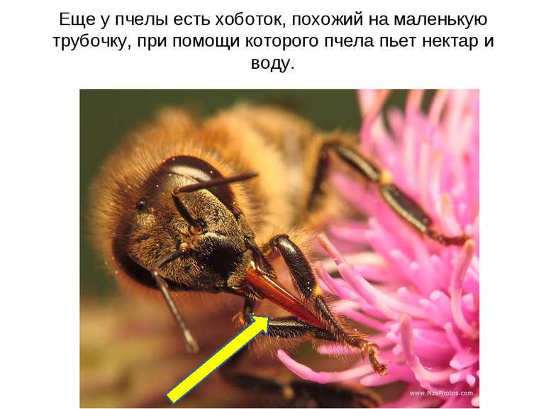 Еще у пчелы есть хоботок, похожий на маленькую трубочку, при помощи которого ...