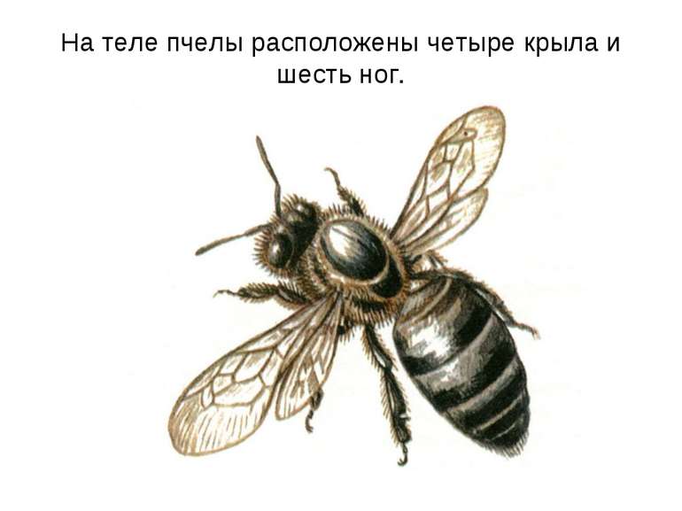 На теле пчелы расположены четыре крыла и шесть ног.