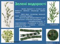 Спірогіра Вольвокс Кладофора Зелені водорості є основою для живлення багатьох...
