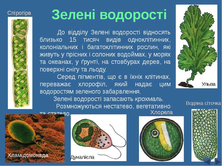 Зелені водорості До відділу Зелені водорості відносять близько 15 тисяч видів...