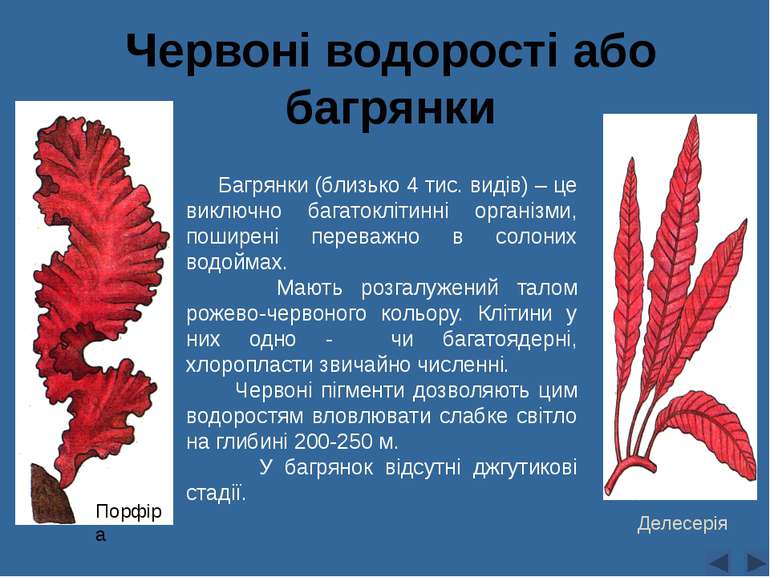Червоні водорості або багрянки Багрянки (близько 4 тис. видів) – це виключно ...