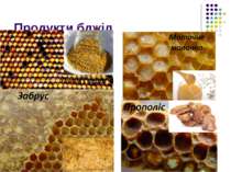 Продукти бджіл