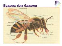 Будова тіла бджоли
