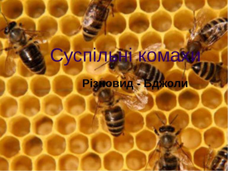Суспільні комахи Різновид - Бджоли