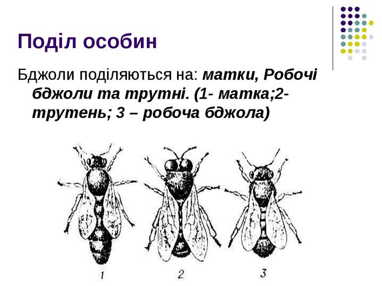 Поділ особин Бджоли поділяються на: матки, Робочі бджоли та трутні. (1- матка...