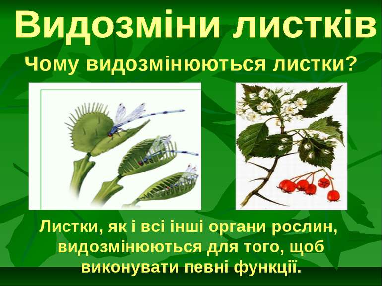 Чому видозмінюються листки? Листки, як і всі інші органи рослин, видозмінюють...