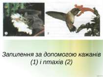 Запилення за допомогою кажанів (1) і птахів (2)