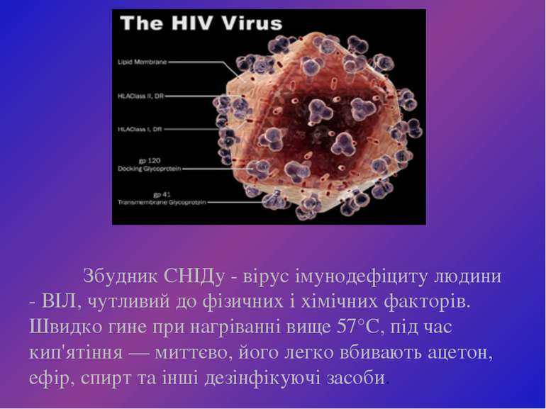 Збудник СНІДу - вірус імунодефіциту людини - ВІЛ, чутливий до фізичних і хімі...