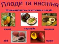 Різноманітність екзотичних плодів авокадо какао манго маракуйя лічі