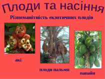Різноманітність екзотичних плодів папайя плоди пальми акі