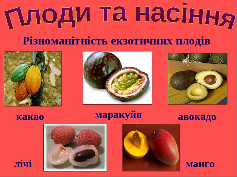 Різноманітність екзотичних плодів авокадо какао манго маракуйя лічі