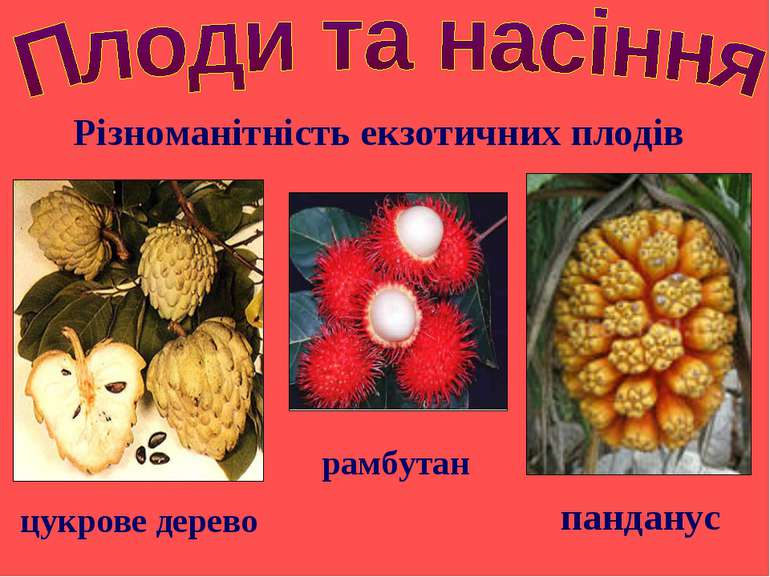 Різноманітність екзотичних плодів панданус цукрове дерево рамбутан