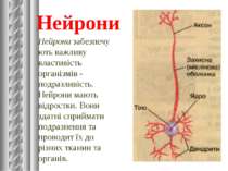 Нейрони Нейрони забезпечують важливу властивість організмів - подразливість. ...
