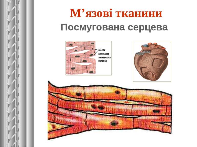 Посмугована серцева М’язові тканини