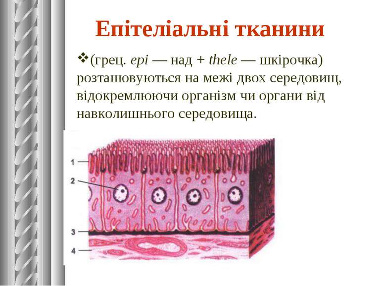 Епітеліальні тканини (грец. epi — над + thele — шкірочка) розташовуються на м...