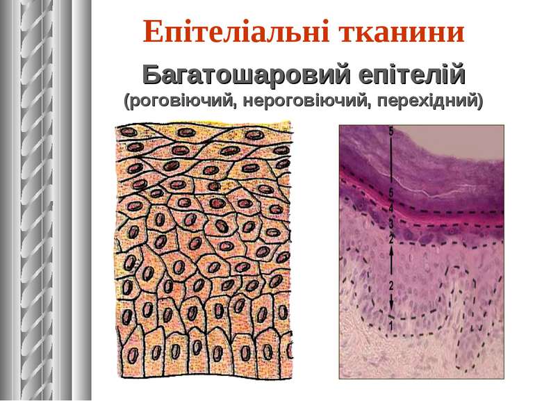 Багатошаровий епітелій (роговіючий, нероговіючий, перехідний) Епітеліальні тк...