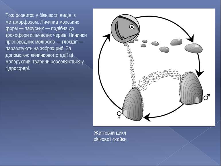 Життєвий цикл річкової скойки Тож розвиток у більшості видів із метаморфозом....