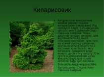 Кипарисовик Кипарисовик-вічнозелене хвойне дерево родини кипарисових (ressace...