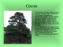 Сосна Сосна (лат. Pínus) - рід рослин з родини Соснові (лат. Pinaceae). Є дві...