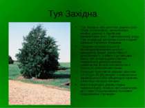 Туя Західна Туя Західна, або життєве дерево (лат. Thúja occidentális) - вічно...