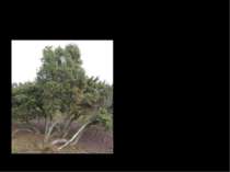 Ялівець Ялівець – вічнозелений або невелике деревце (4-6 м заввишки) родини к...