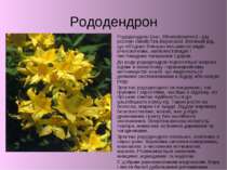 Рододендрон Рододендрон (лат. Rhododendron) - рід рослин сімейства Верескові....