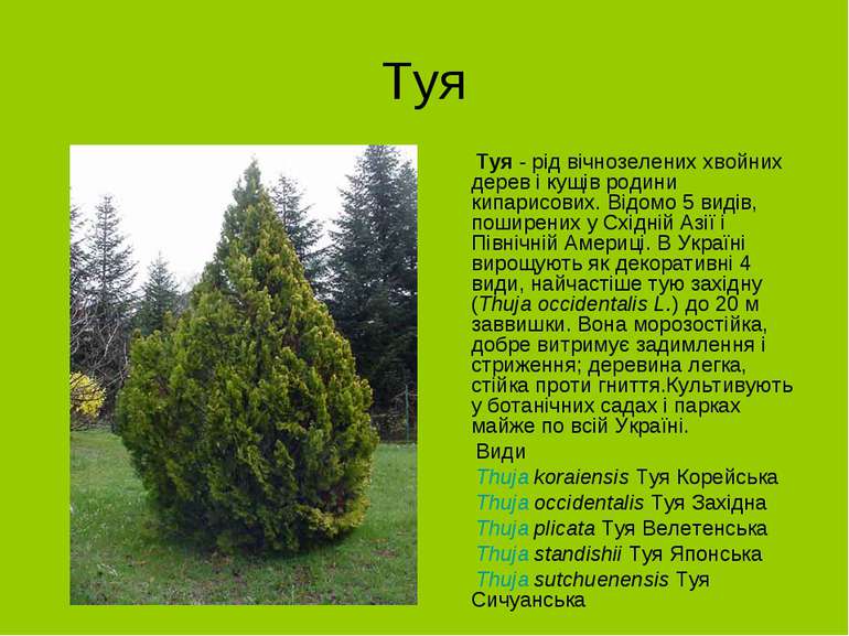 Туя Туя - рід вічнозелених хвойних дерев і кущів родини кипарисових. Відомо 5...