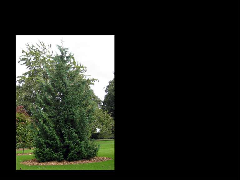 Туя японська Туя японська, або Туя Стендиш - вид вічнозелених дерев роду Туя ...