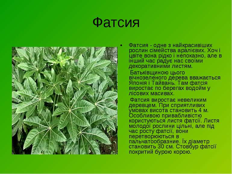 Фатсия Фатсия - одне з найкрасивіших рослин сімейства аралієвих. Хоч і цвіте ...