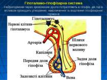 Гіпоталамо-гіпофізарна система Нейрогормони через кровоносне русло потрапляют...