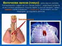 Вилочкова залоза (тимус) - орган імунної системи. Розташований в грудній част...
