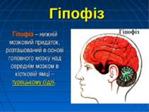 Гіпофіз Гіпофіз – нижній мозковий придаток, розташований в основі головного м...
