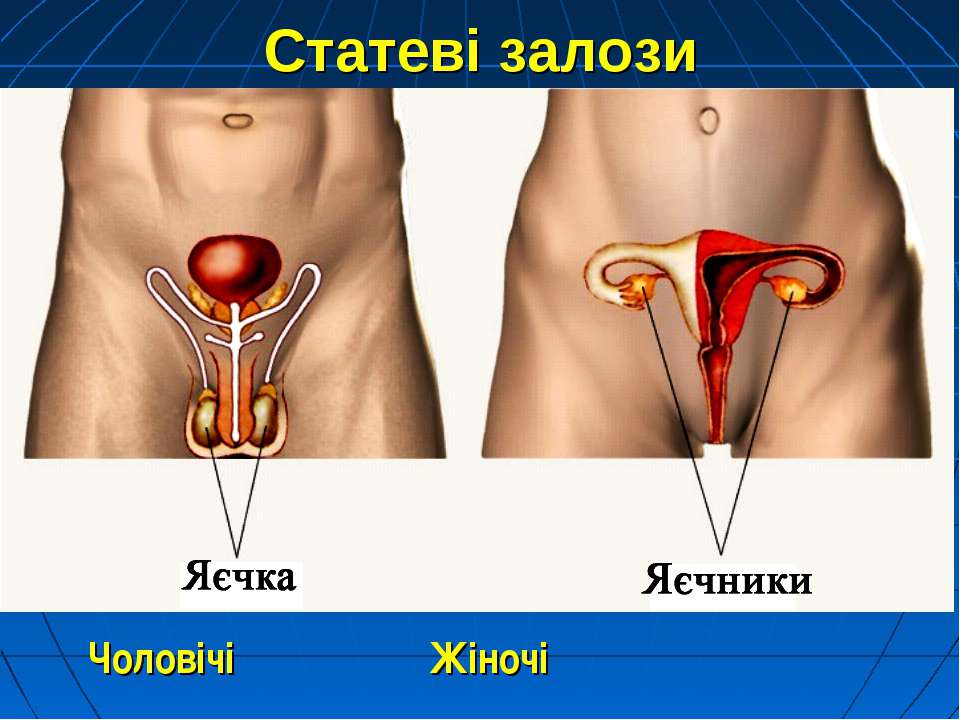 Женские и мужские половые железы. Половые железы. Женские половые железы расположение. Мужские и женские половые железы. Половая железа.
