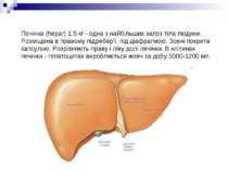 Печінка (hepar) 1,5 кг - одна з найбільших залоз тіла людини. Розміщена в пра...