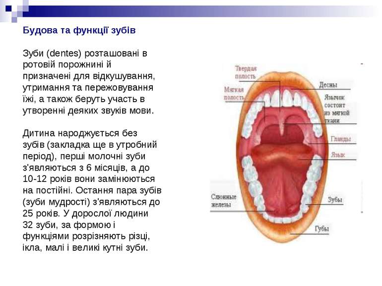 Будова та функції зубів Зуби (dentes) розташовані в ротовій порожнині й призн...