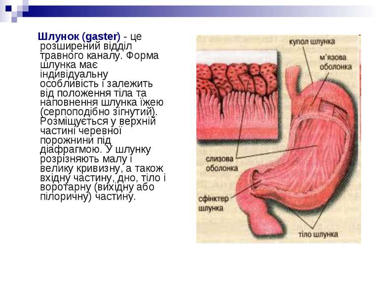 Шлунок (gaster) - це розширений відділ травного каналу. Форма шлунка має інди...