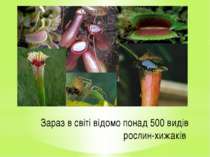 Зараз в світі відомо понад 500 видів рослин-хижаків