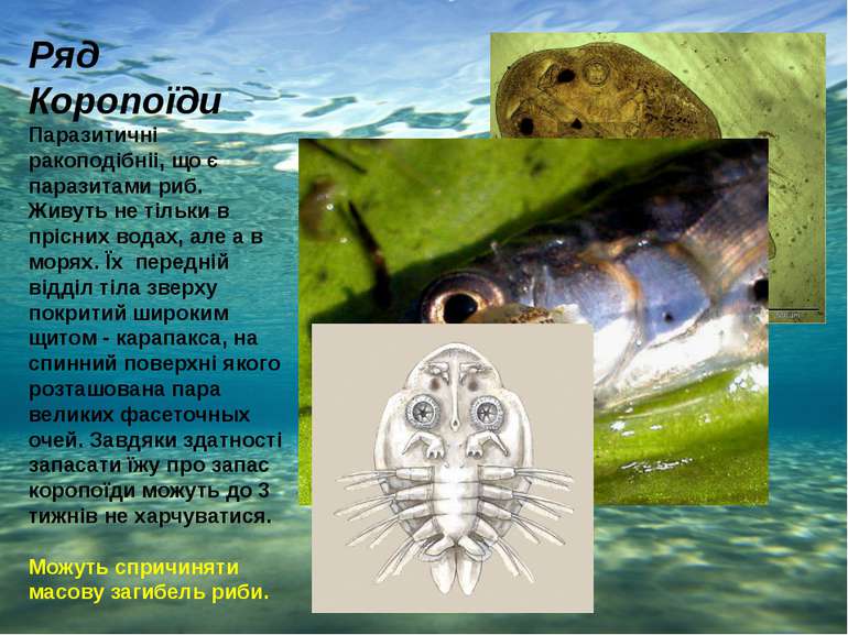 Ряд Короnоїди Паразитичні ракоподібніі, що є паразитами риб. Живуть не тільки...