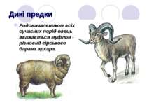 Дикі предки Родоначальником всіх сучасних порід овець вважається муфлон - різ...