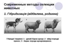 Современные методы селекции животных 1. Гібридизація (віддалена, родинна) Гіб...