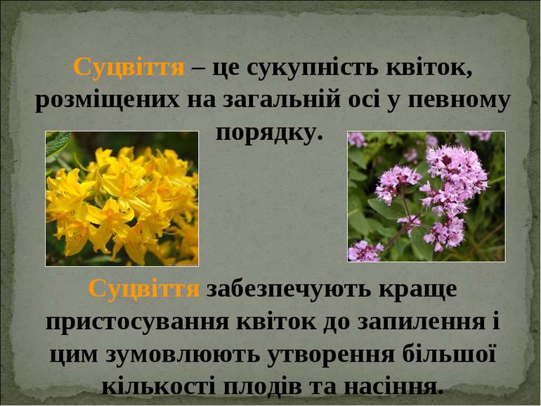Суцвіття – це сукупність квіток, розміщених на загальній осі у певному порядк...