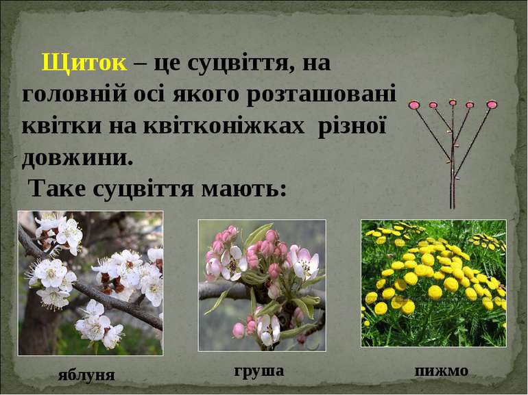 Щиток – це суцвіття, на головній осі якого розташовані квітки на квітконіжках...