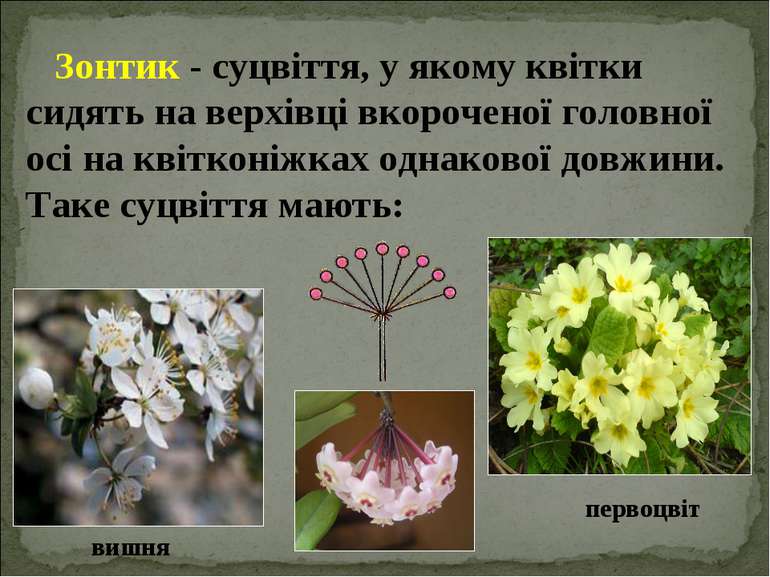 Зонтик - суцвіття, у якому квітки сидять на верхівці вкороченої головної осі ...