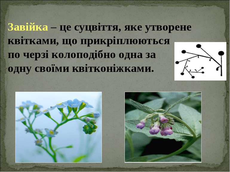 Завійка – це суцвіття, яке утворене квітками, що прикріплюються по черзі коло...