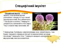Специфічний імунітет Специфічний імунітет - це форма імунітету, коли організм...