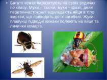 Багато комах паразитують на своїх родичах по класу. Мухи – тахіни, мухи – фаз...